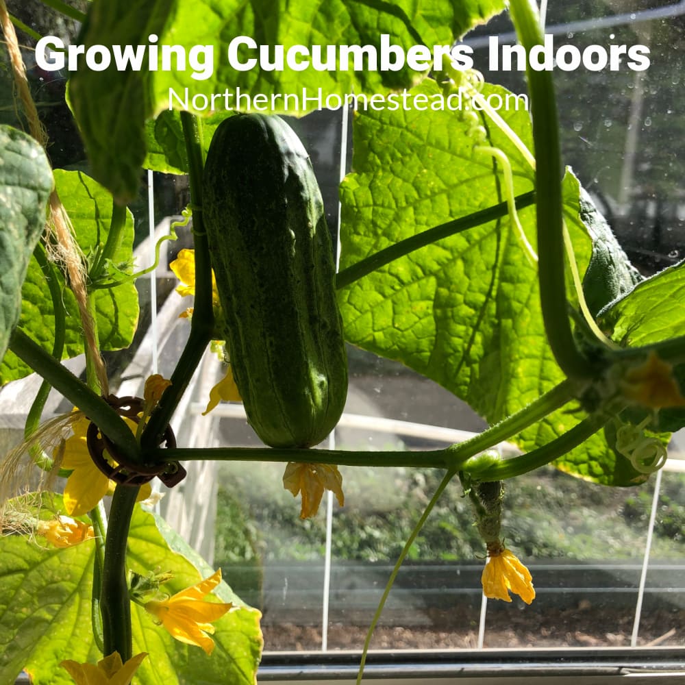 Can You Grow Cucumbers Indoors All Year Round? My First Sprout