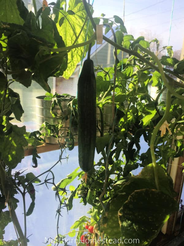 Can You Grow Cucumbers Indoors All Year Round? My First Sprout